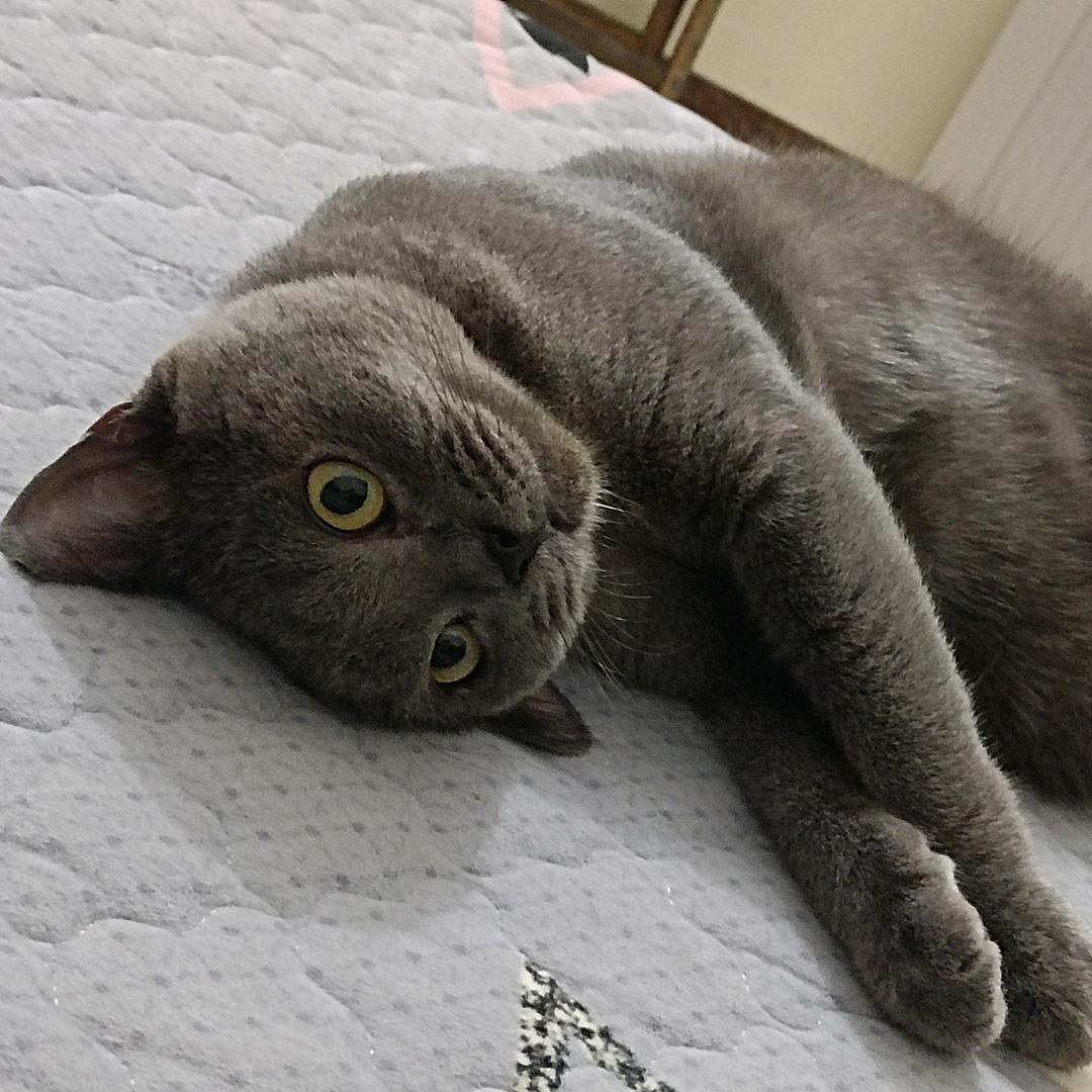 小猪੭
