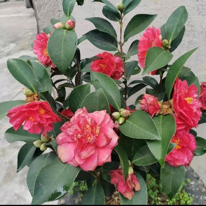 （Xie）勇闯天厓