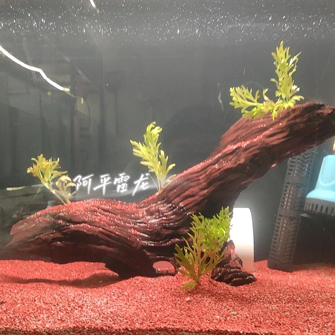 阿平雷龙