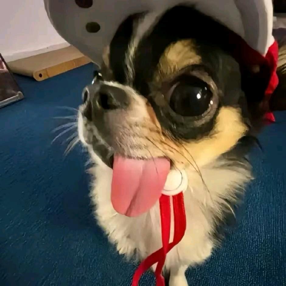 阶前梧