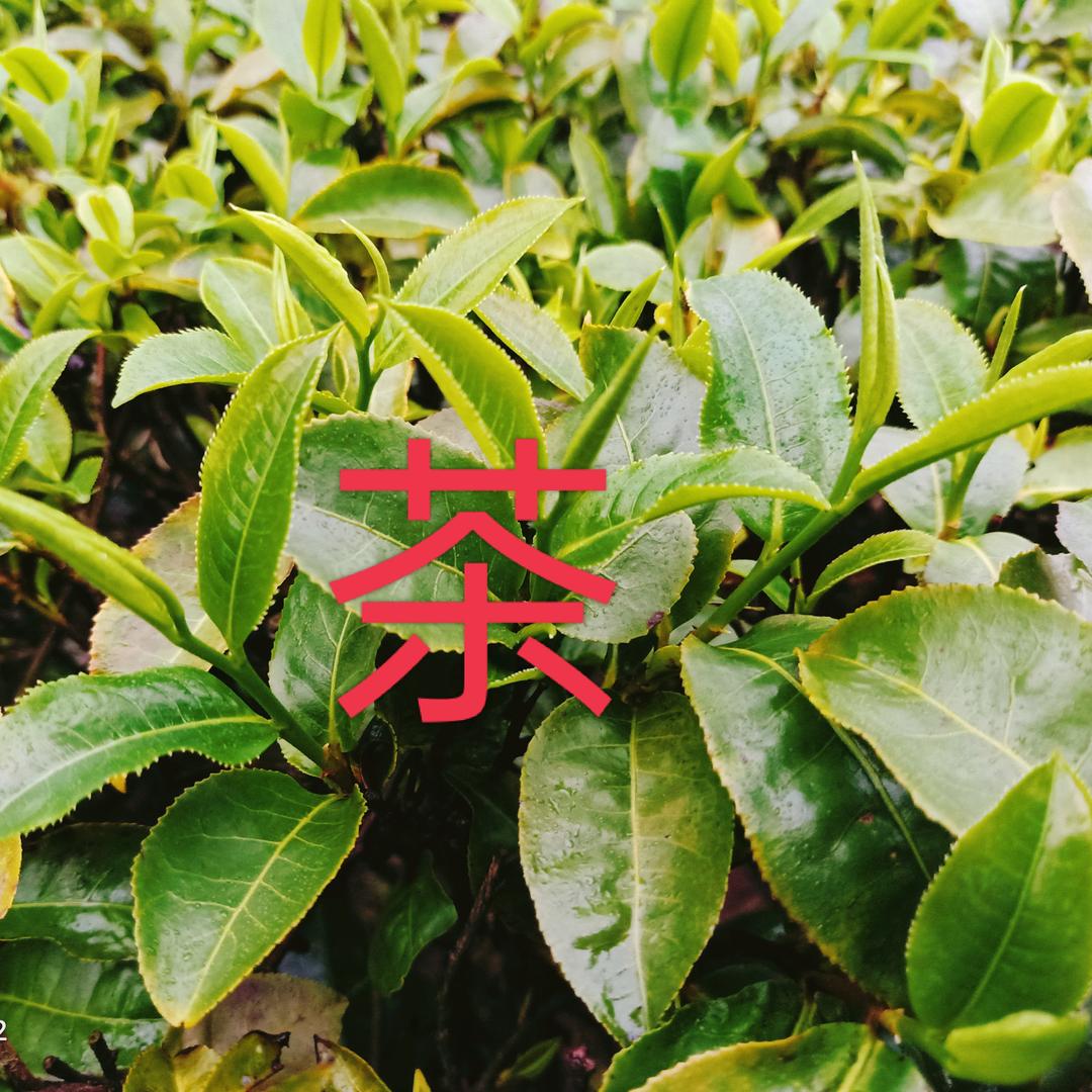 小陈(树叶)的搬运工🍂🍂🎄
