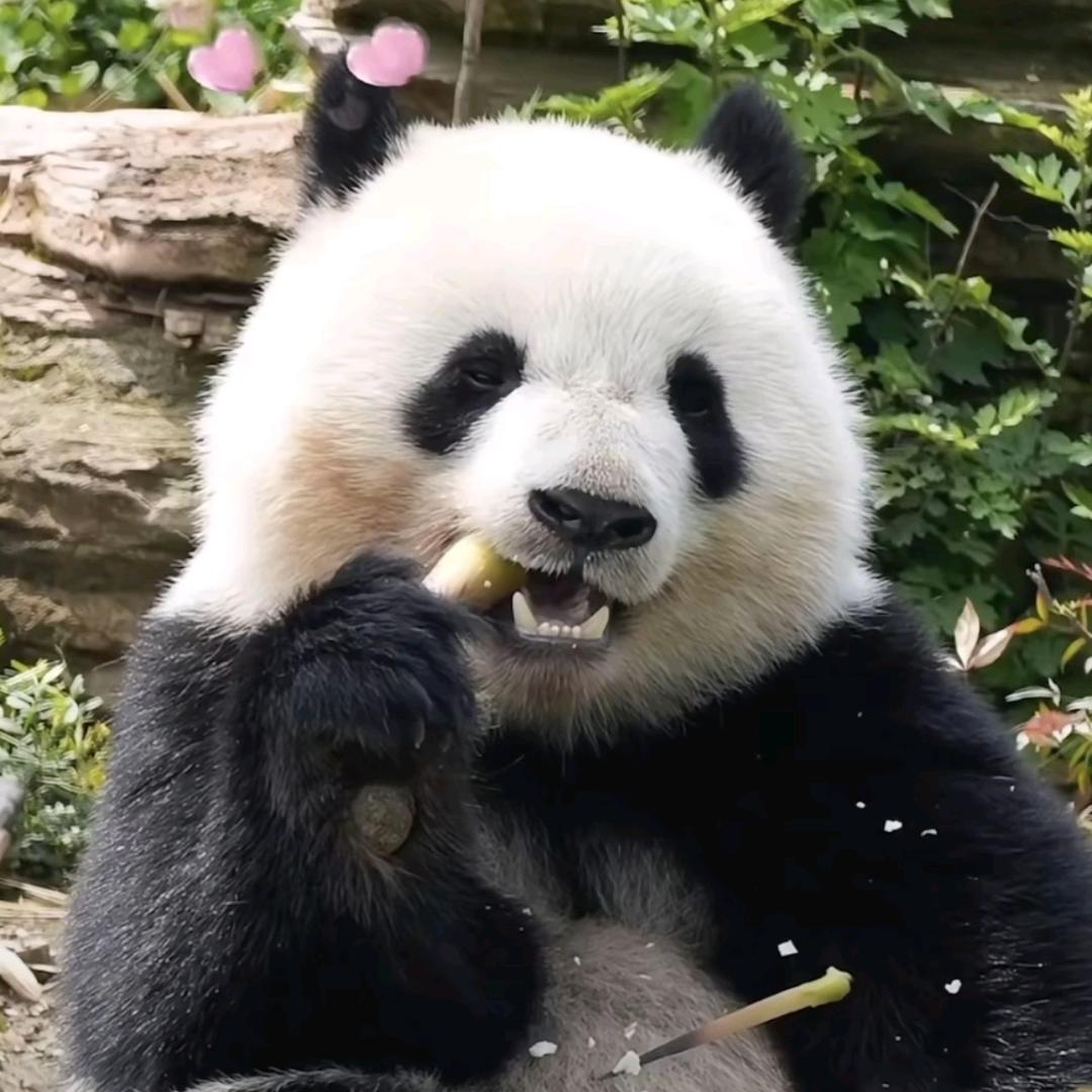 玻璃心黑熊🐻