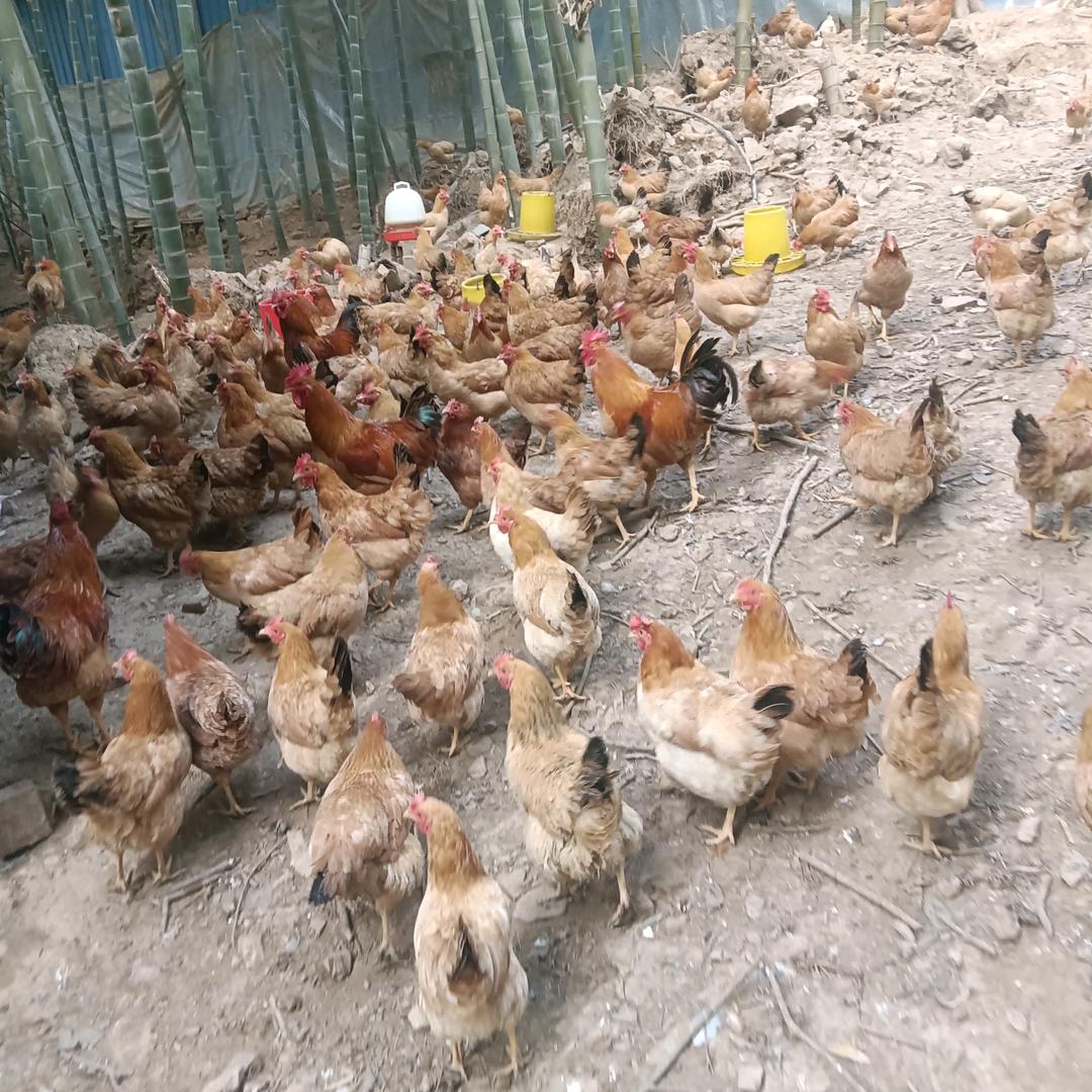 竹林散养土鸡
