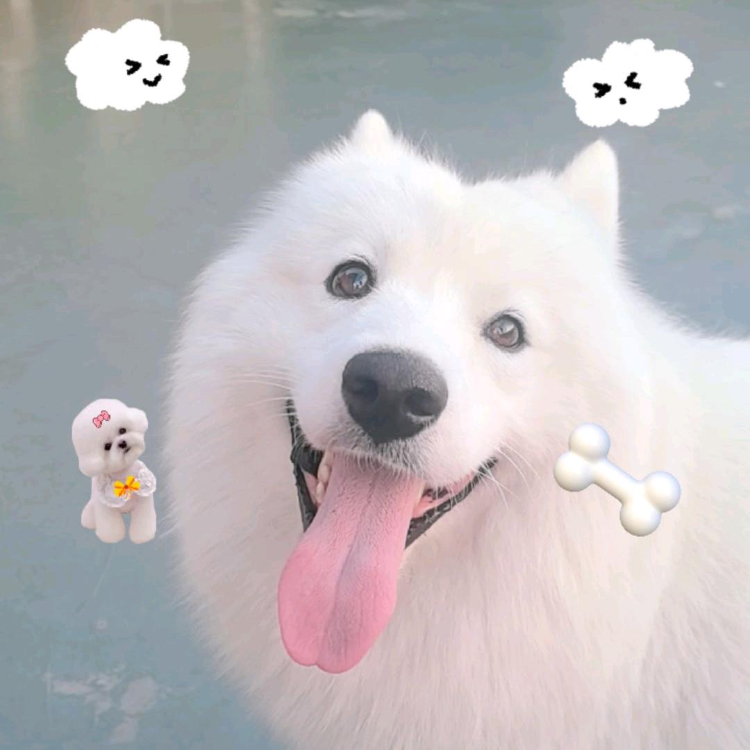 美金（萨摩耶）