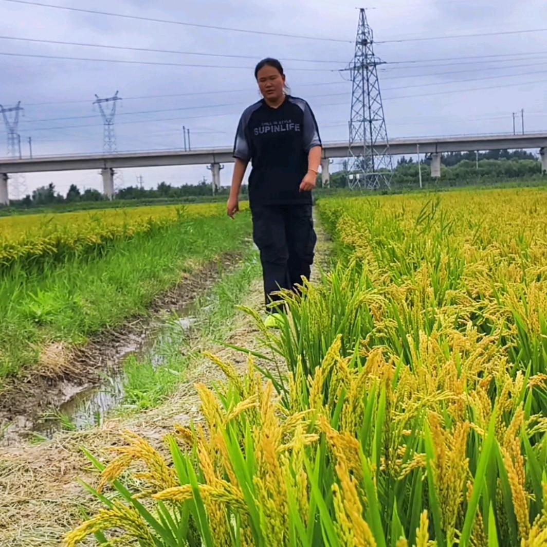 蟹辰辰水产 锤锤河蟹
