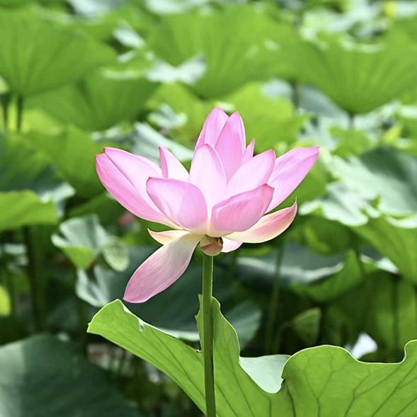 🌸花漂亮🌸