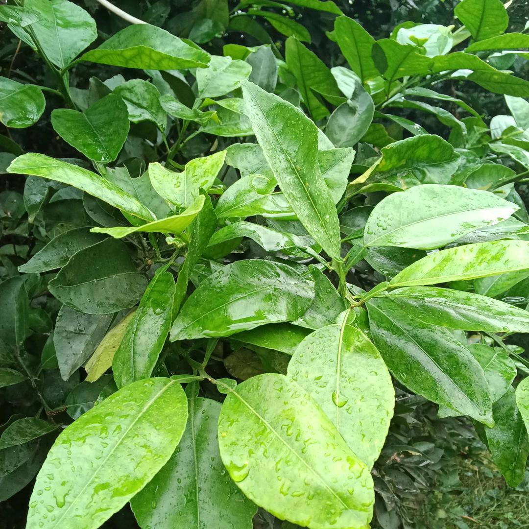 龙芳芳