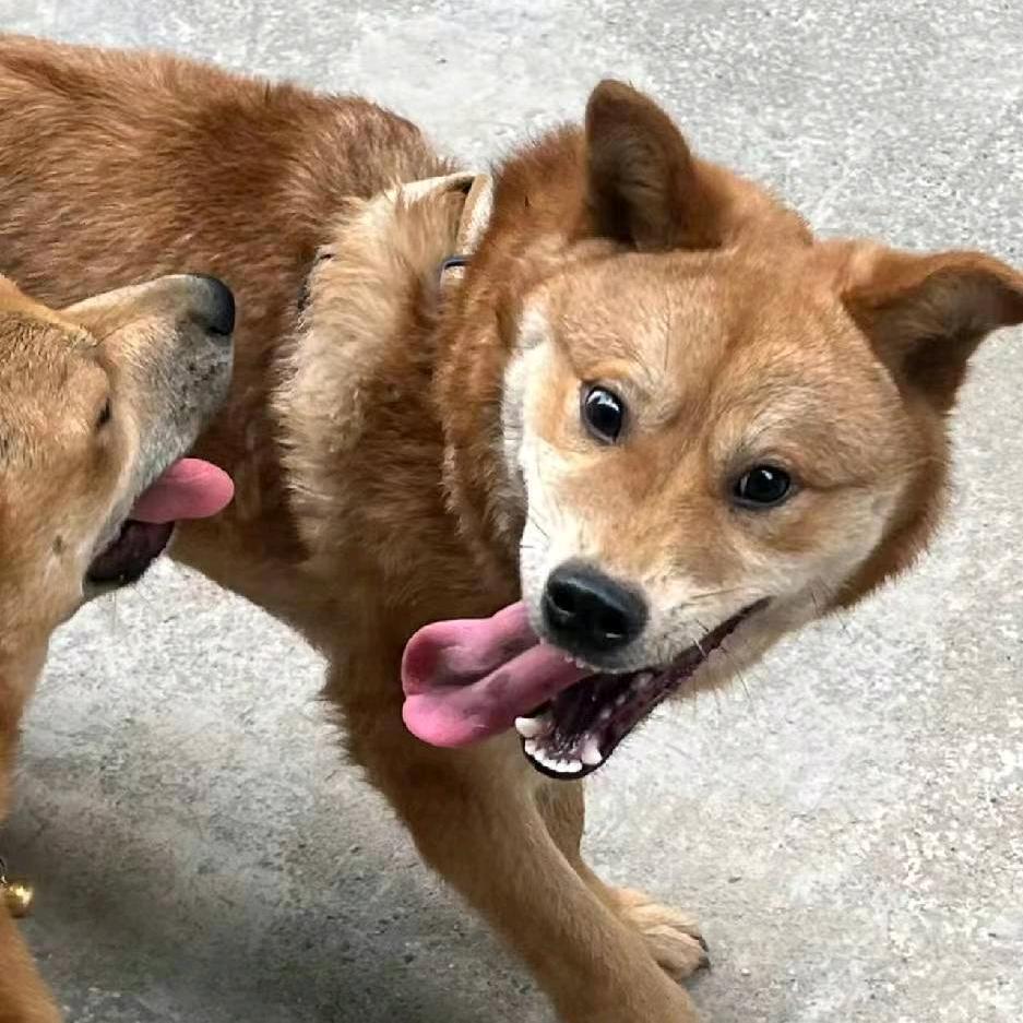 舒特麦特氛围组