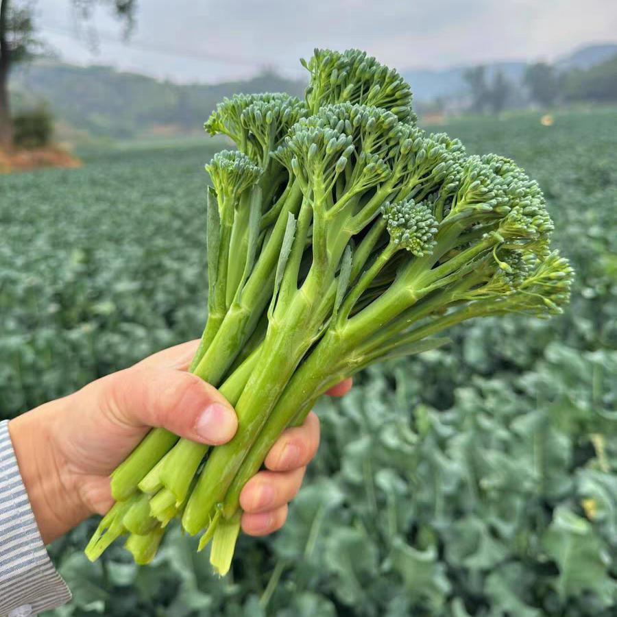 鲜北农宁夏特色蔬菜