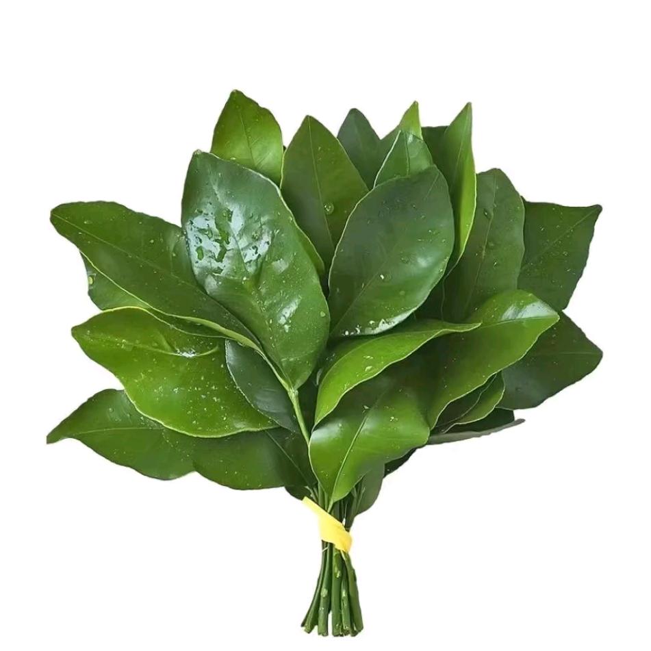 阿欧O