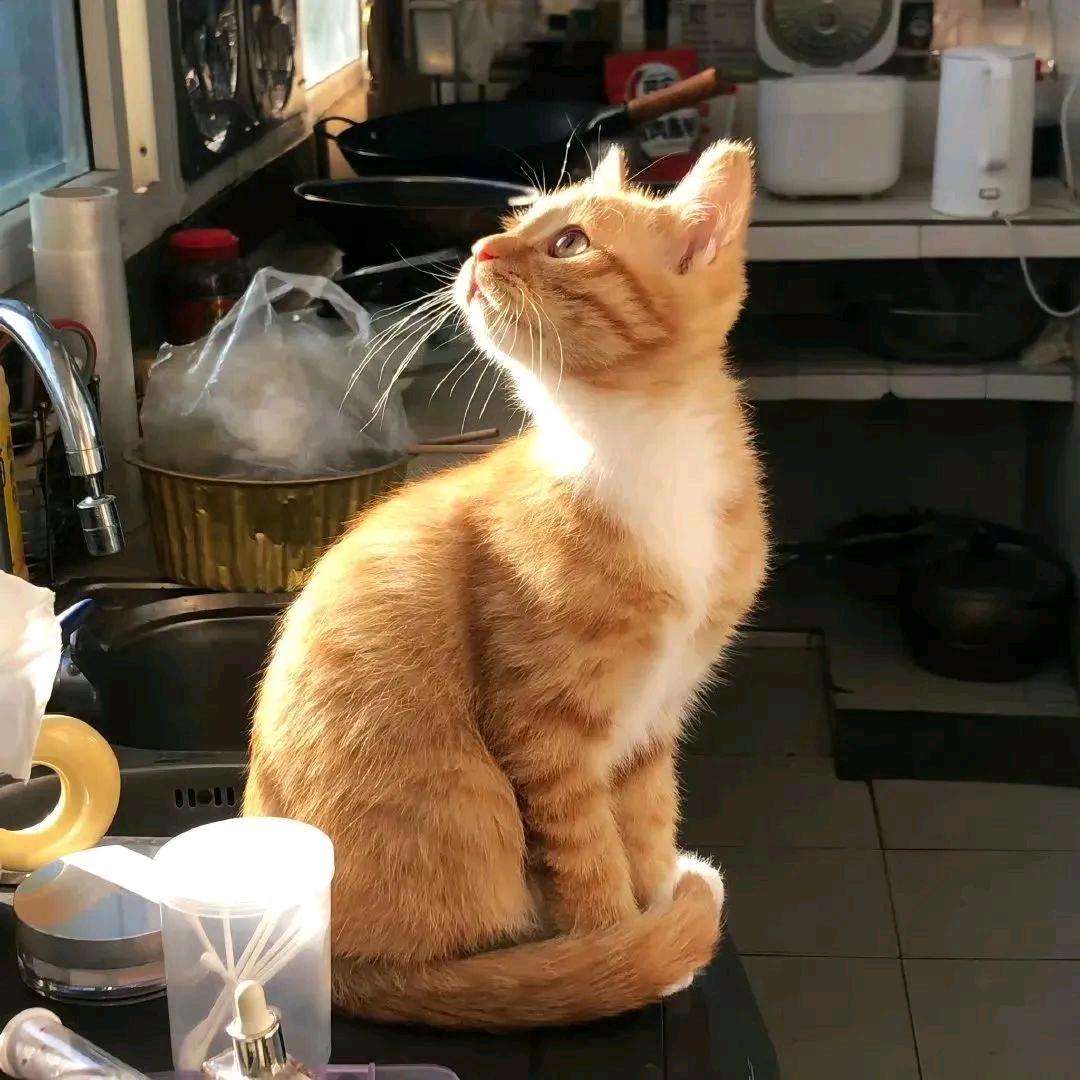 七猫音乐