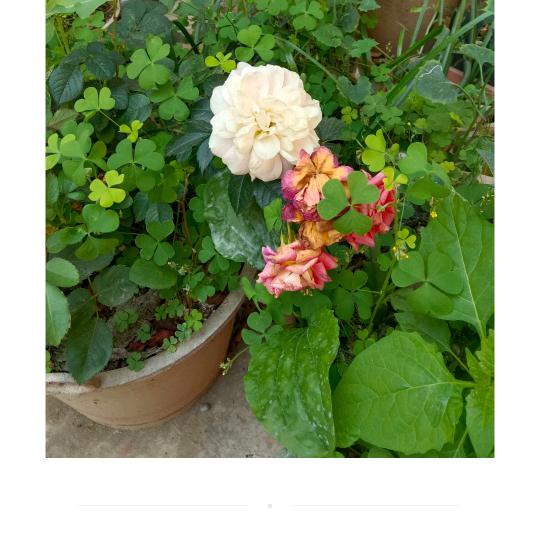 我把来生许给了你