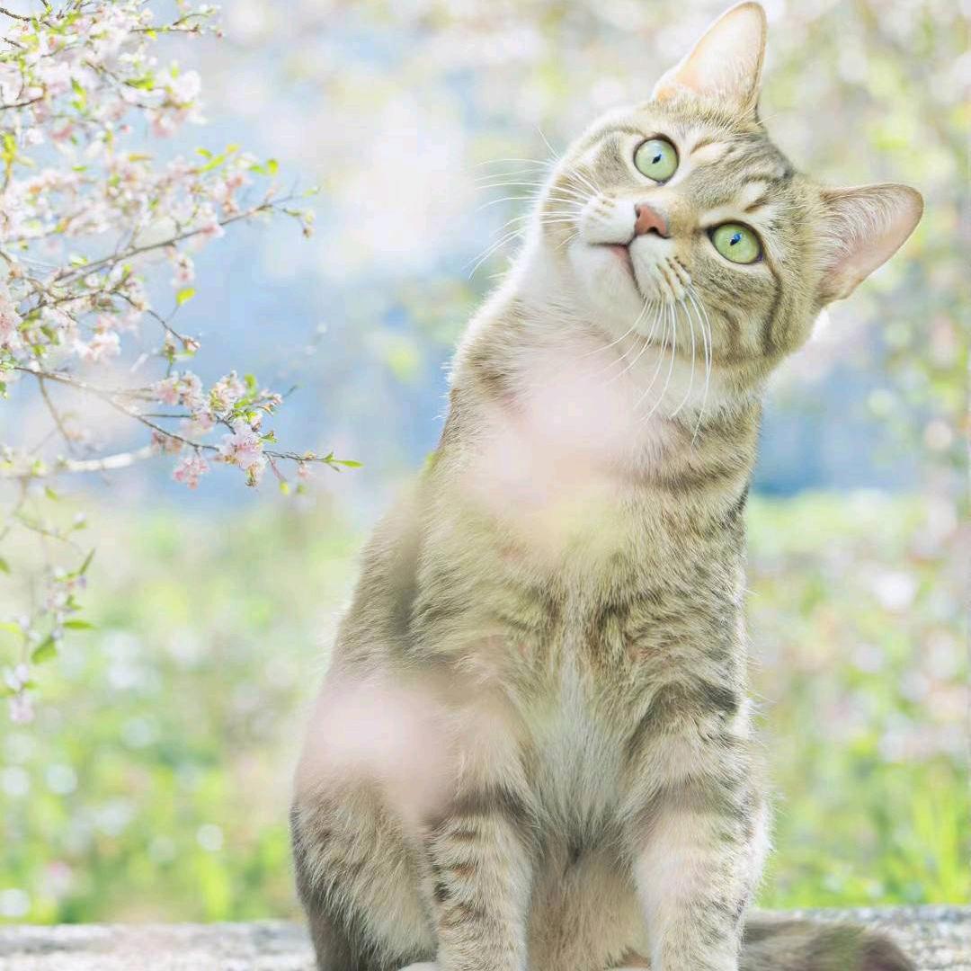 真
