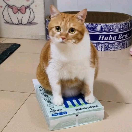 ₍˄·͈༝·͈˄*₎◞ ̑̑