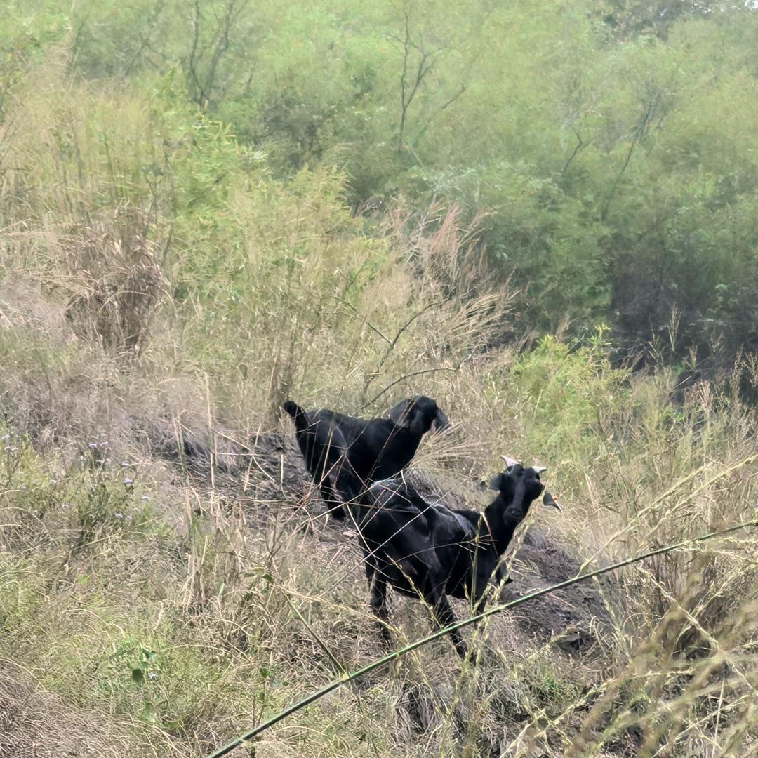 郴州黑山羊廖大叔