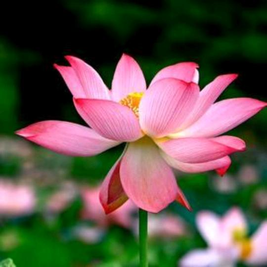 幸福是自己给与自己