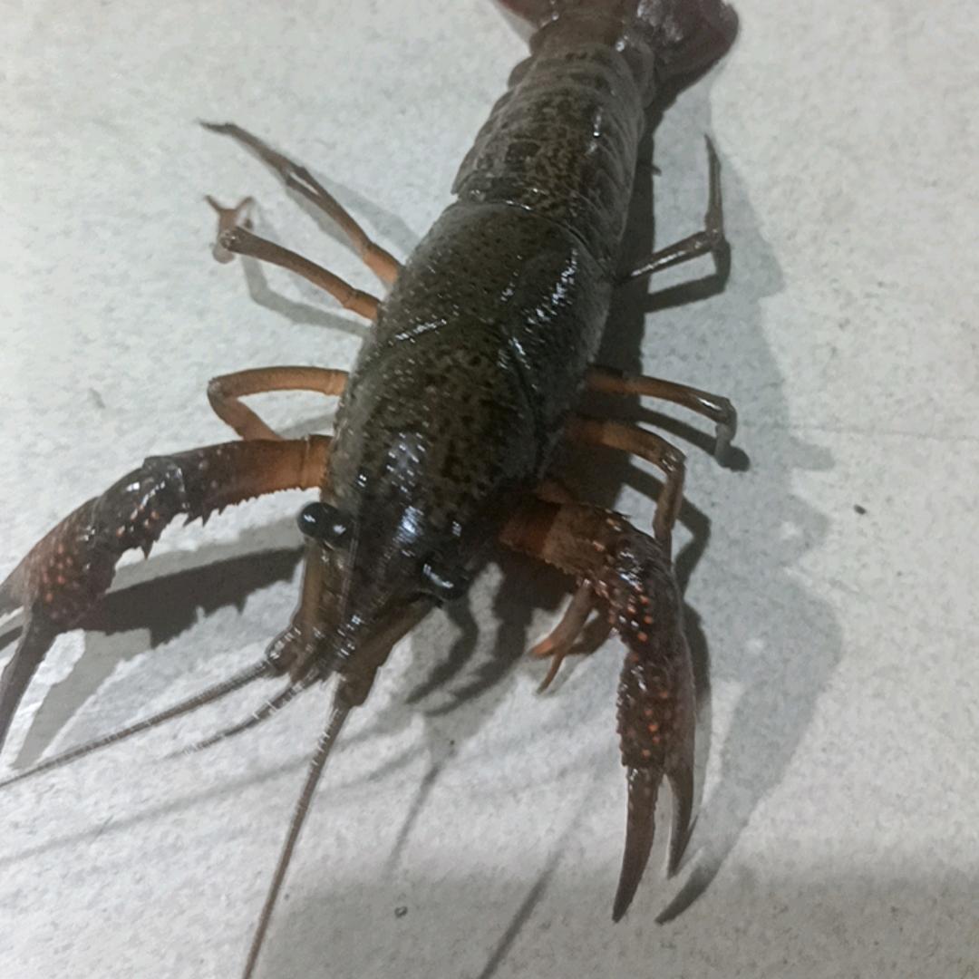 武汉阿亮