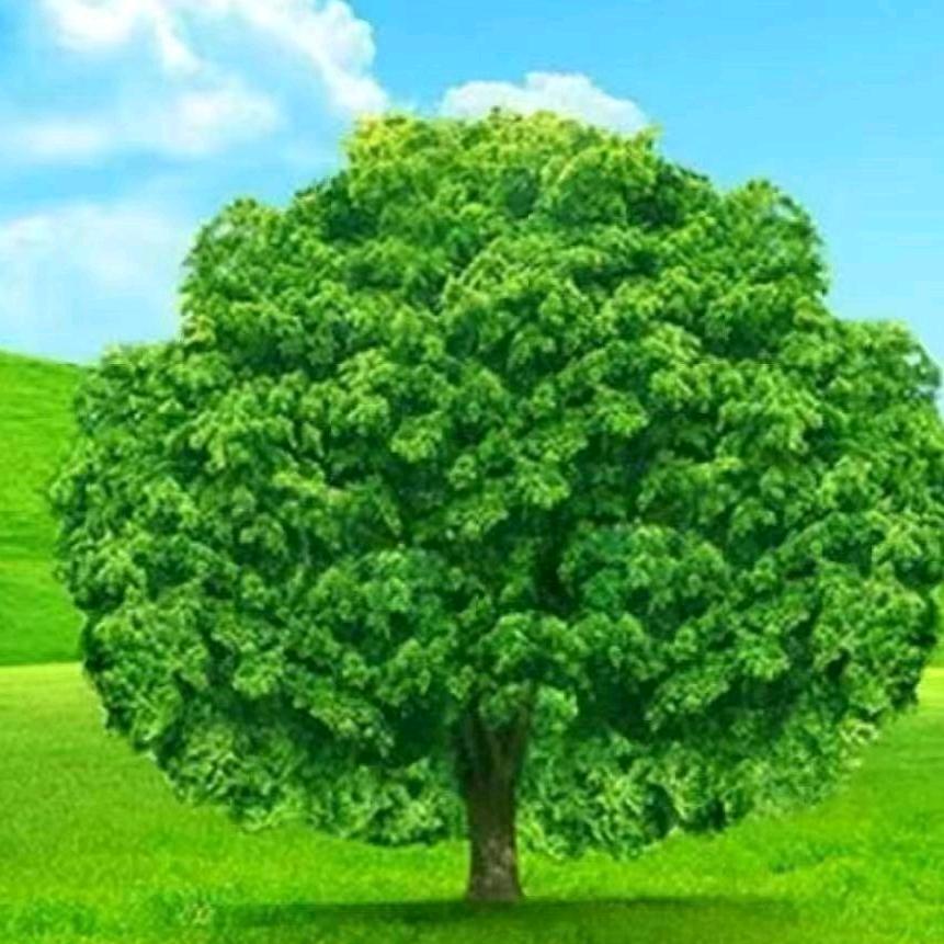 上思艾灸养生灵姐