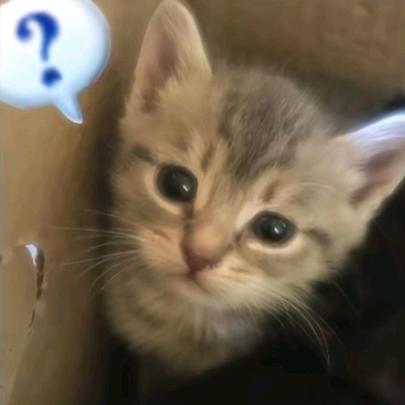 ᐡ•͈ ·̭ •͈ᐡ