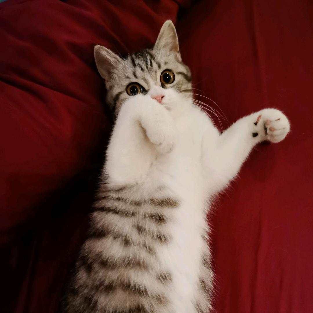 小七