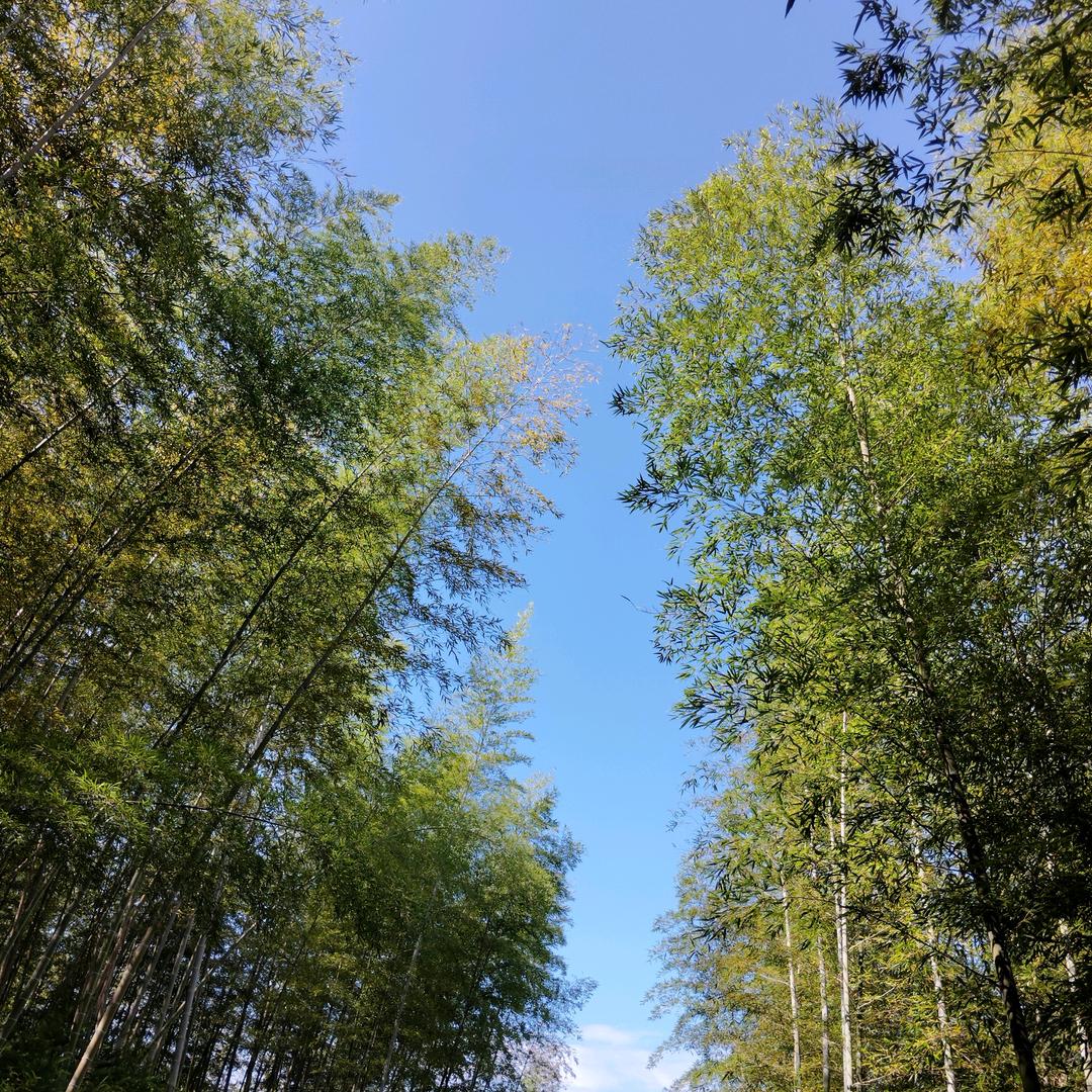 世间已无我