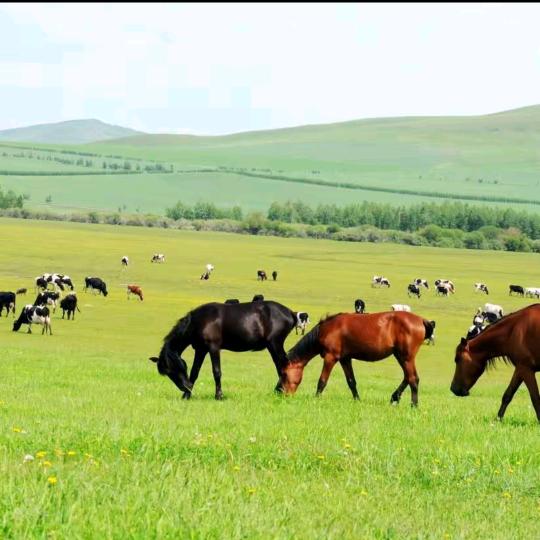 内蒙草原美食