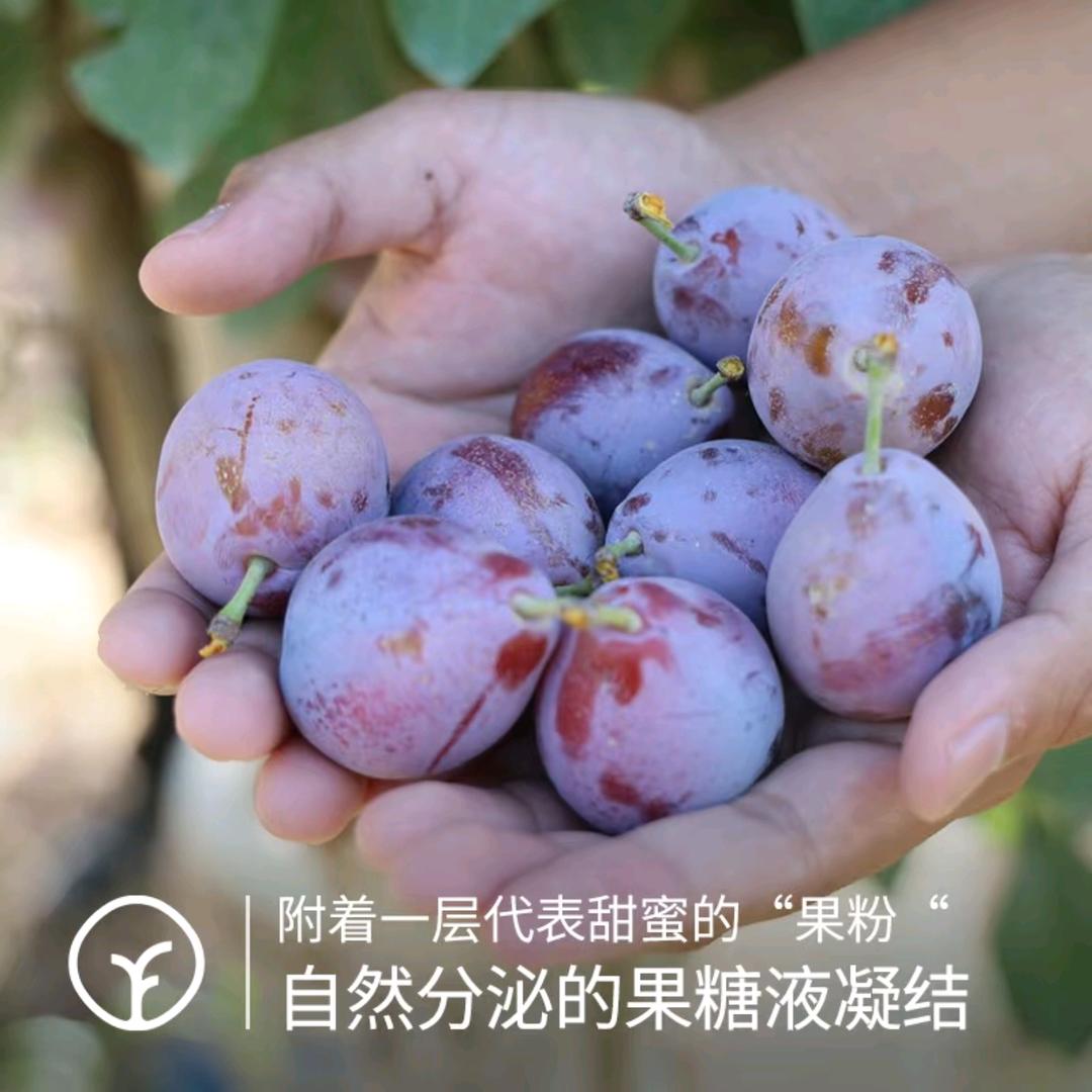 县底靳村•西梅采摘园