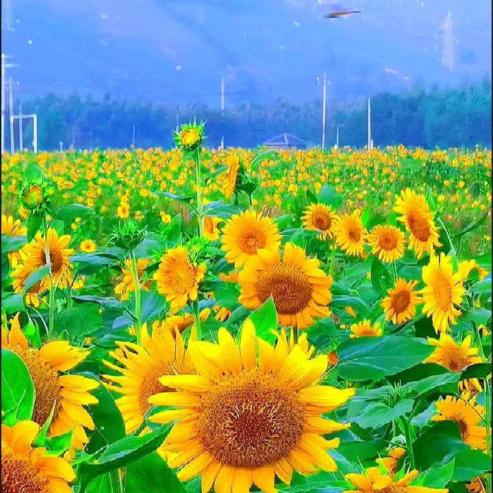 ～🍀㣻💞罖🍁，