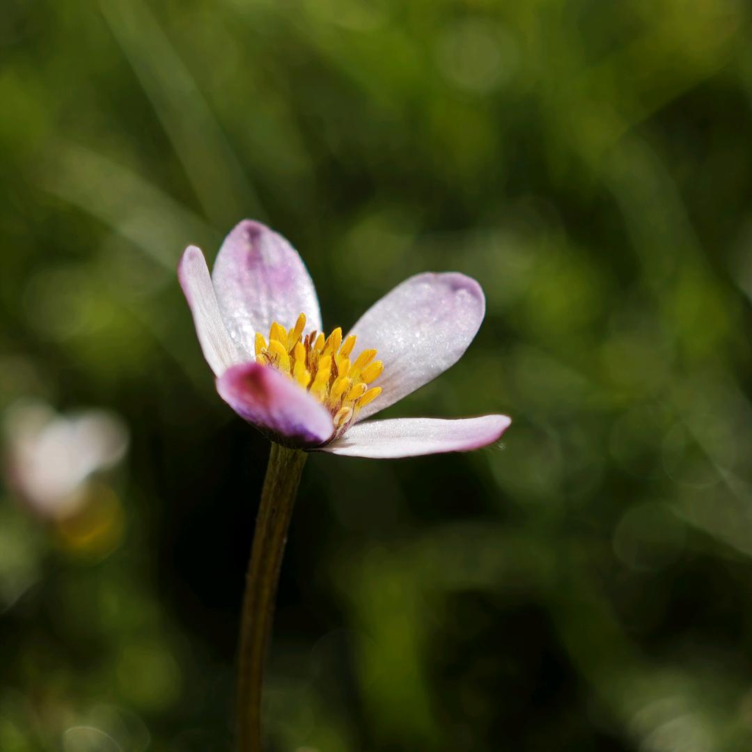 草原上的  男孩