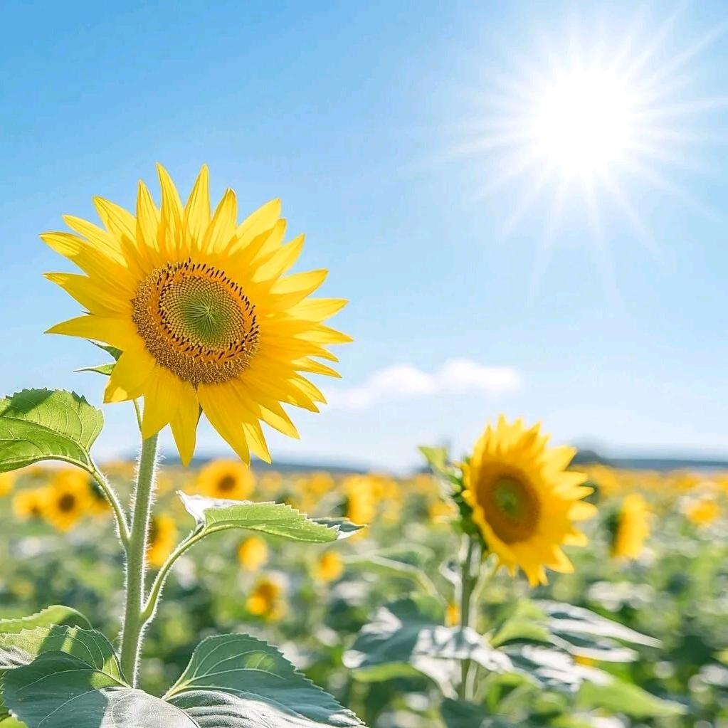 碧空万里（橱窗有好物分享）