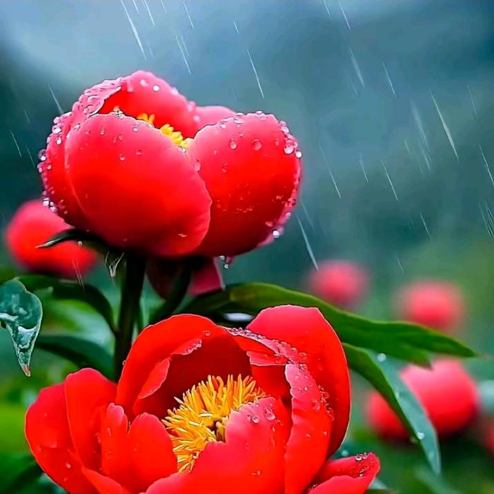 💞贵州🌴jia妹