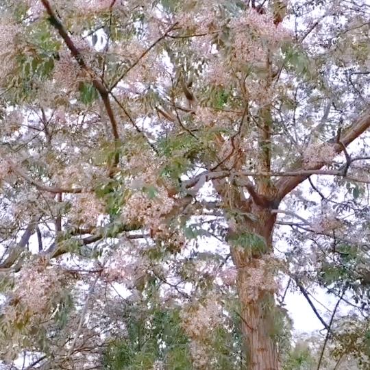 小石榴