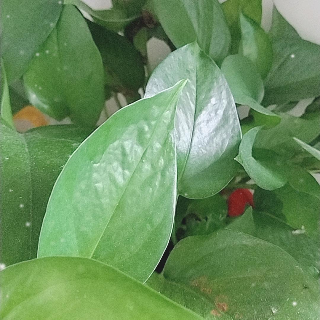三孩妈