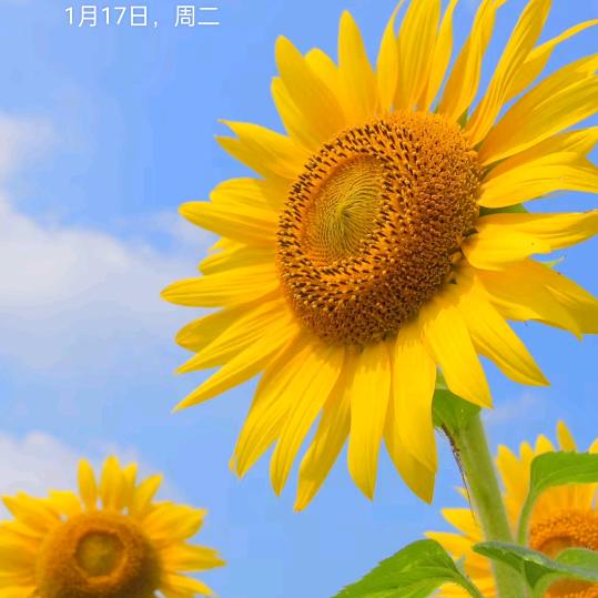阳光夏的幸福
