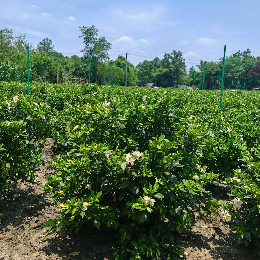 康杰树之园花卉优品店
