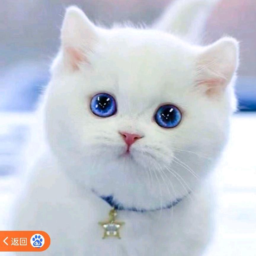😂᭄开心猫