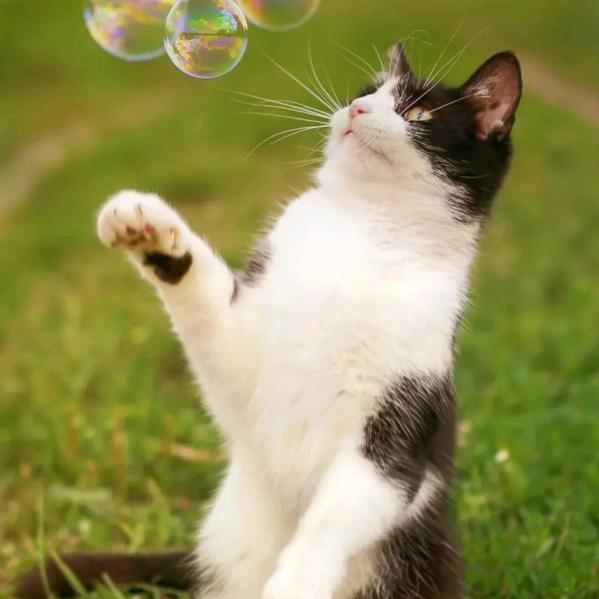 牵着牛牛去旅游