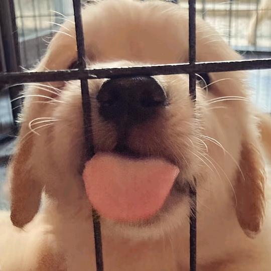 一樆樆