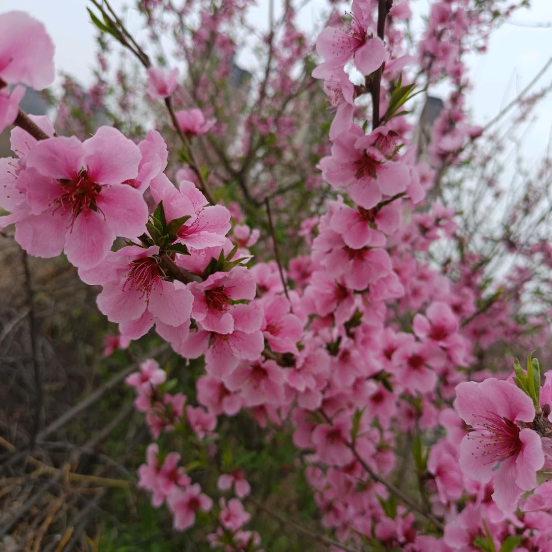 芬