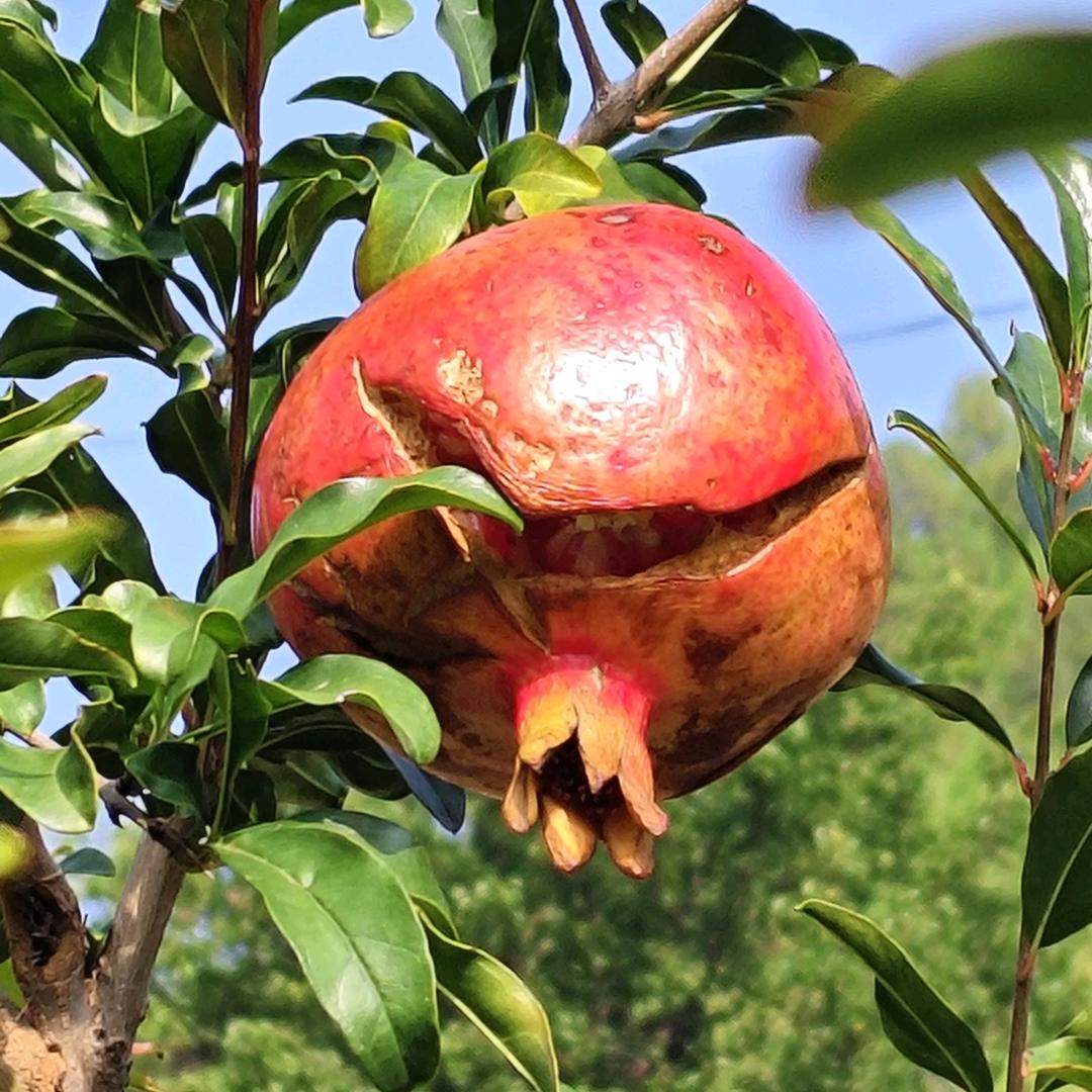 金杏甜李红楂楂