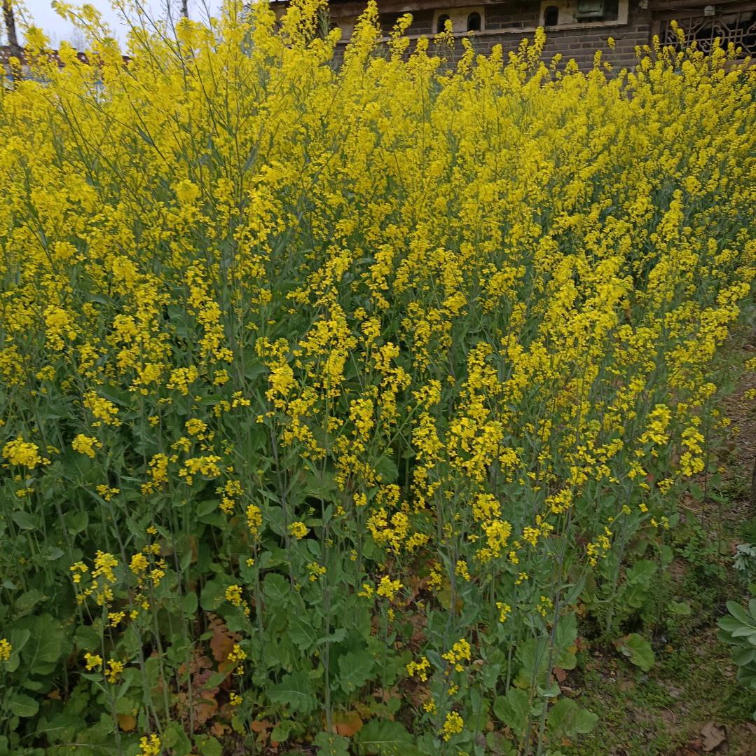 未来的梦想，河南于叔