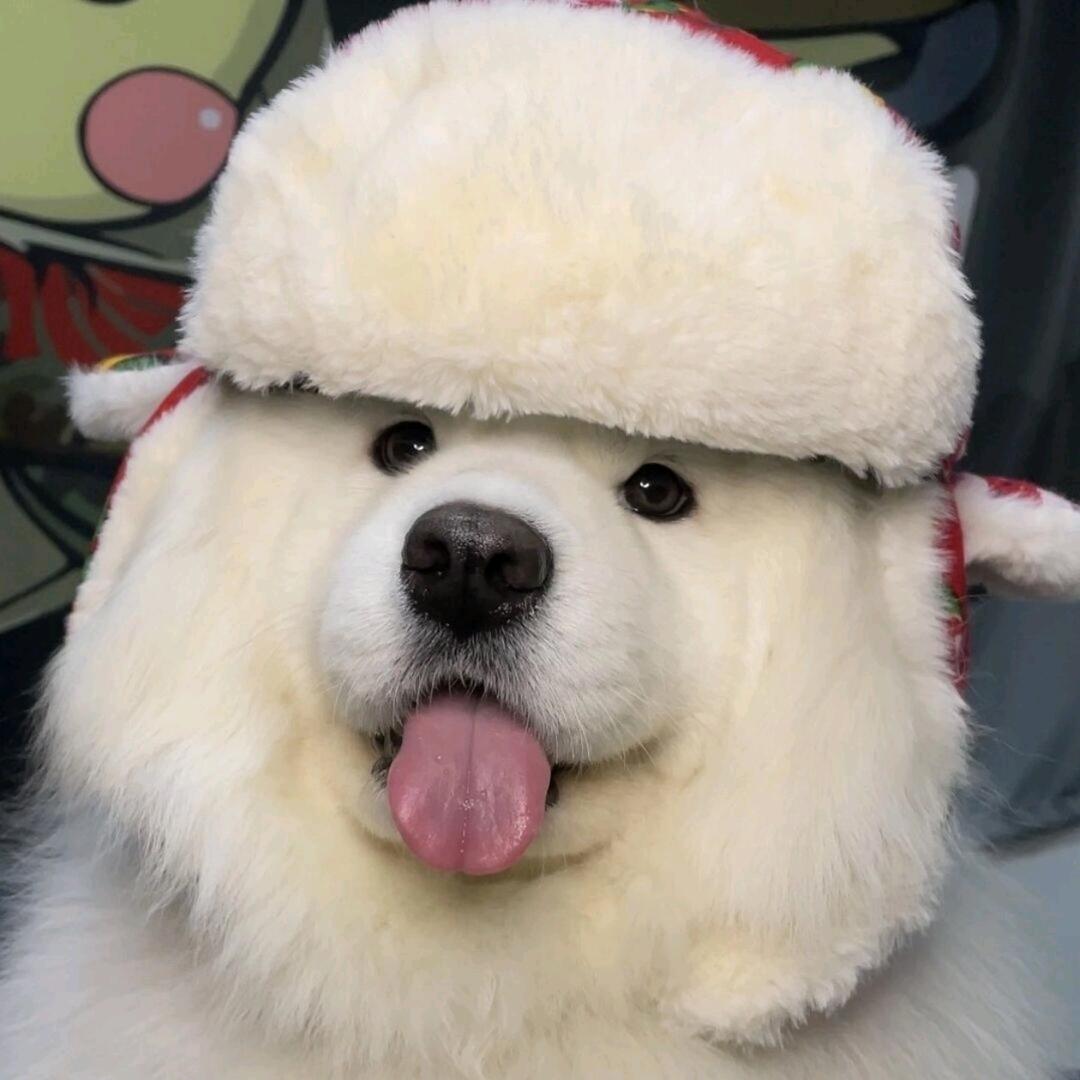 河豚游a游～