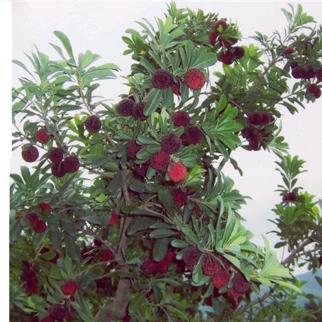 合江县温州人家杨梅