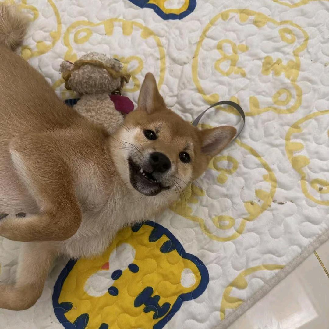 犬夜叉烧包