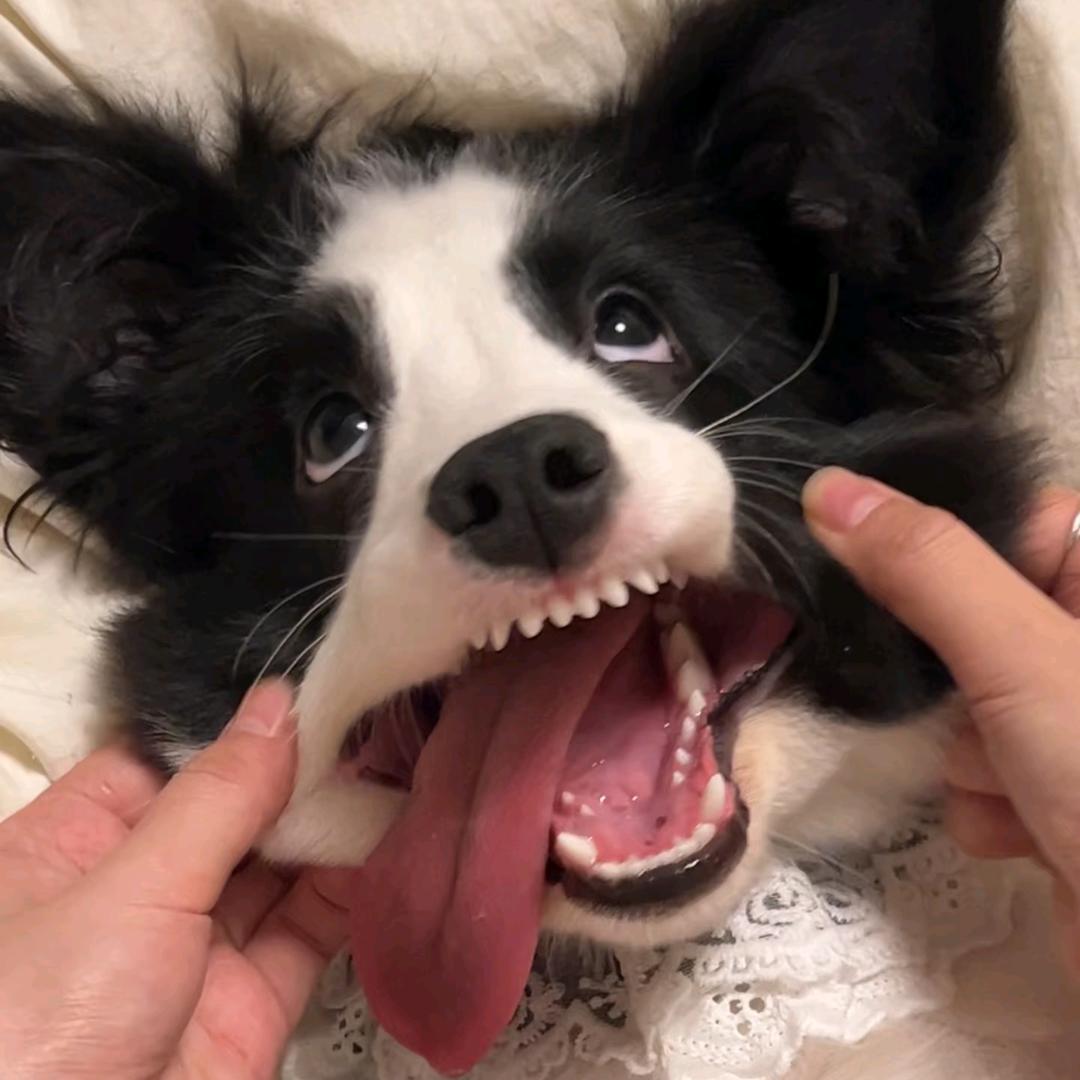 玫瑰