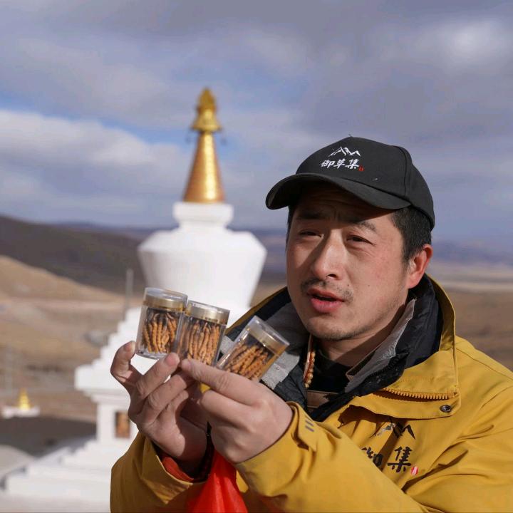 玉树虫草搬运工