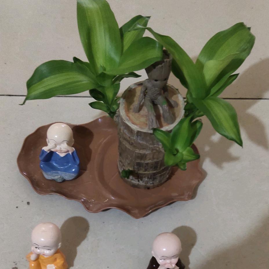 野狼