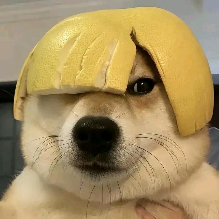 司瑶