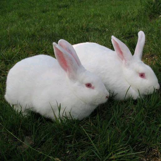 肉兔合作养殖中心