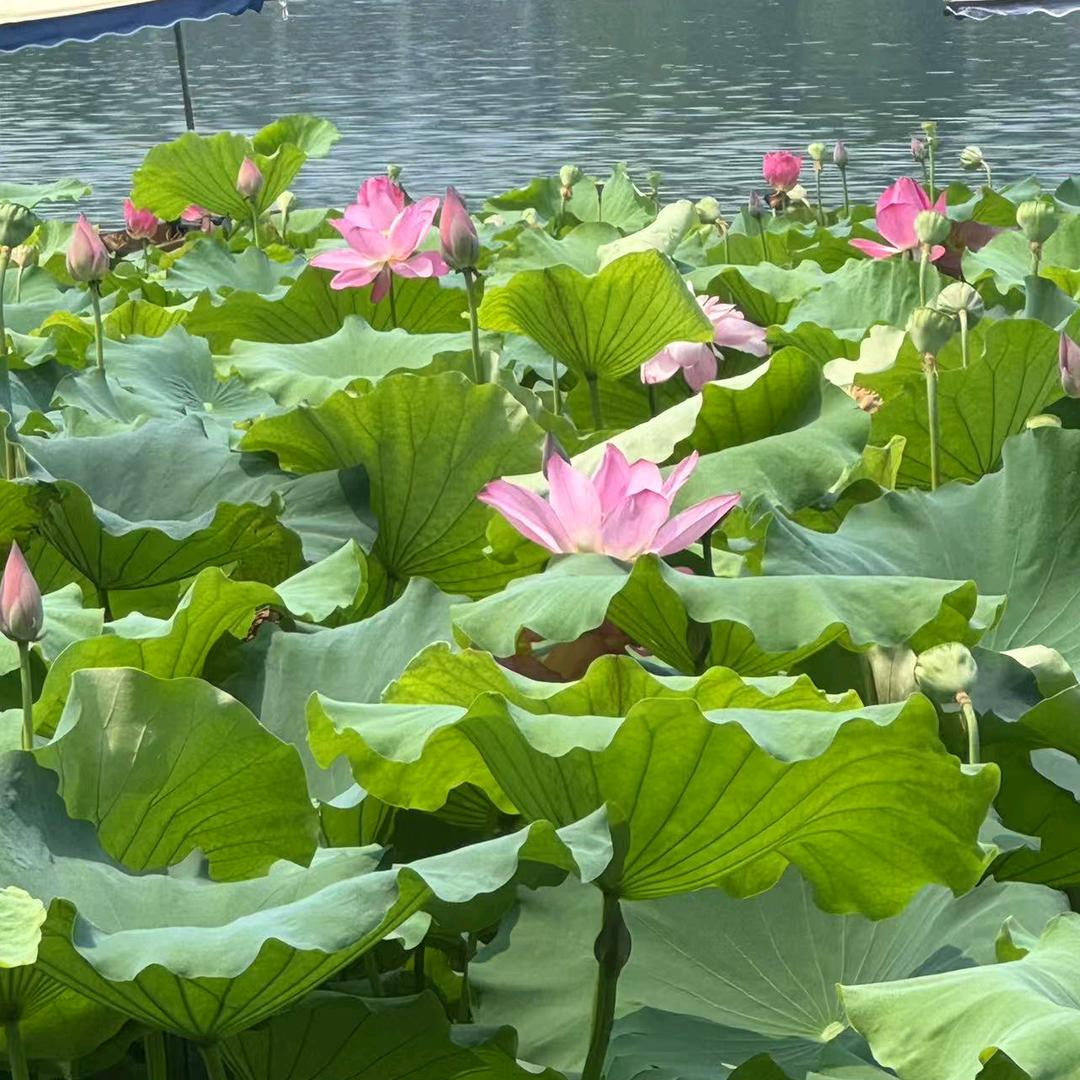 简简单单